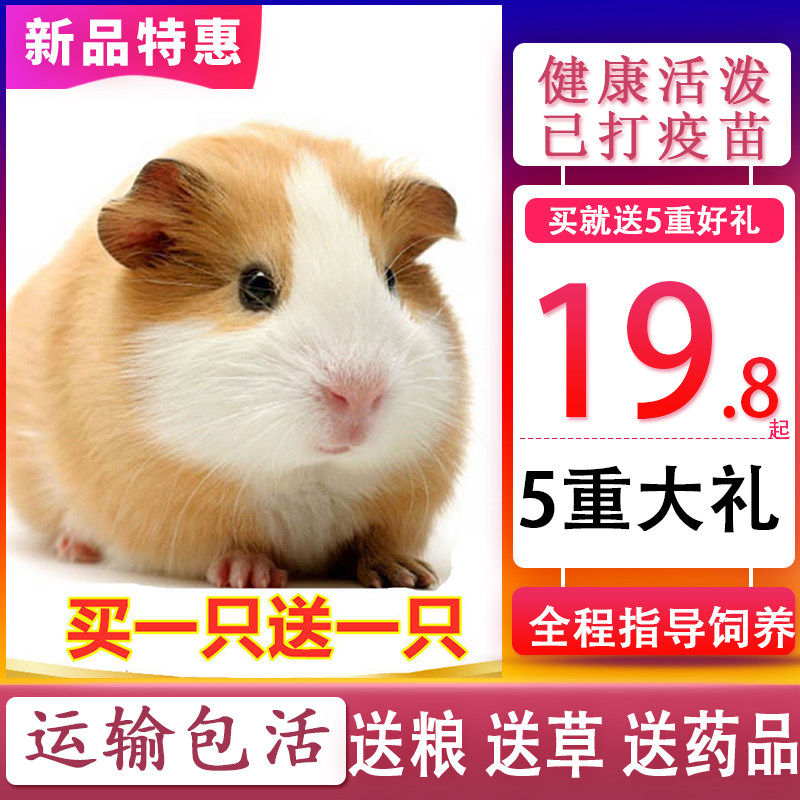 家养荷兰猪活体宠物猪活物豚鼠天竺鼠儿童生日礼物荷兰鼠健康包活