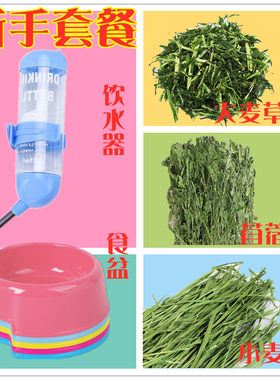 荷兰猪荷兰鼠活物小白兔套装