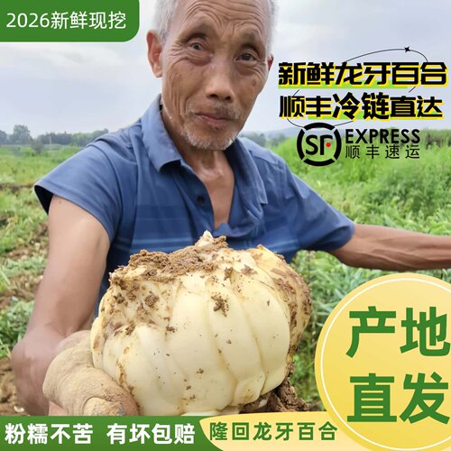 湖南隆回新鲜龙牙百合粉糯不苦