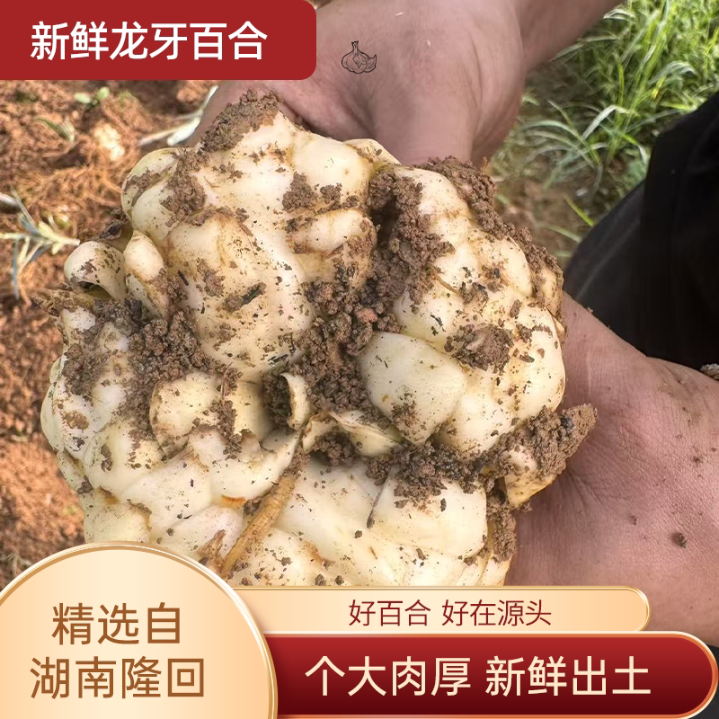 湖南隆回当季新鲜龙牙百合