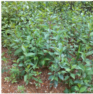 庭院种植苗木榆树苗速生榆树苗榆钱树苗榆树小苗榆树墙苗