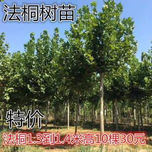 法国梧桐树苗 速生法桐树苗小苗 别名法桐悬铃木青皮梧桐绿化苗木