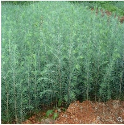 雪松树苗庭院盆栽地栽苗南方北方种植黑松苗四季常青