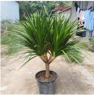 龙血树多头龙须树铁树苗盆栽大型客厅室内四季常青绿植物花卉盆景