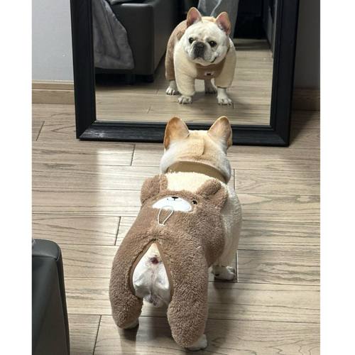 法斗棉服巴哥棉衣宠物狗狗棉衣秋冬季外套保暖胖狗衣服包邮