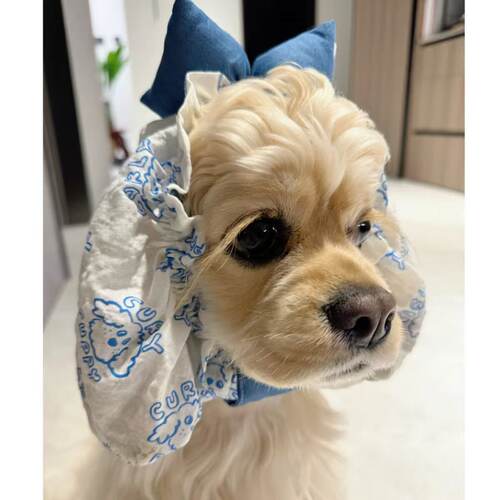 幼犬耳套 宠物狗狗头套小体马尔济斯吃饭头套泰迪约克夏美卡