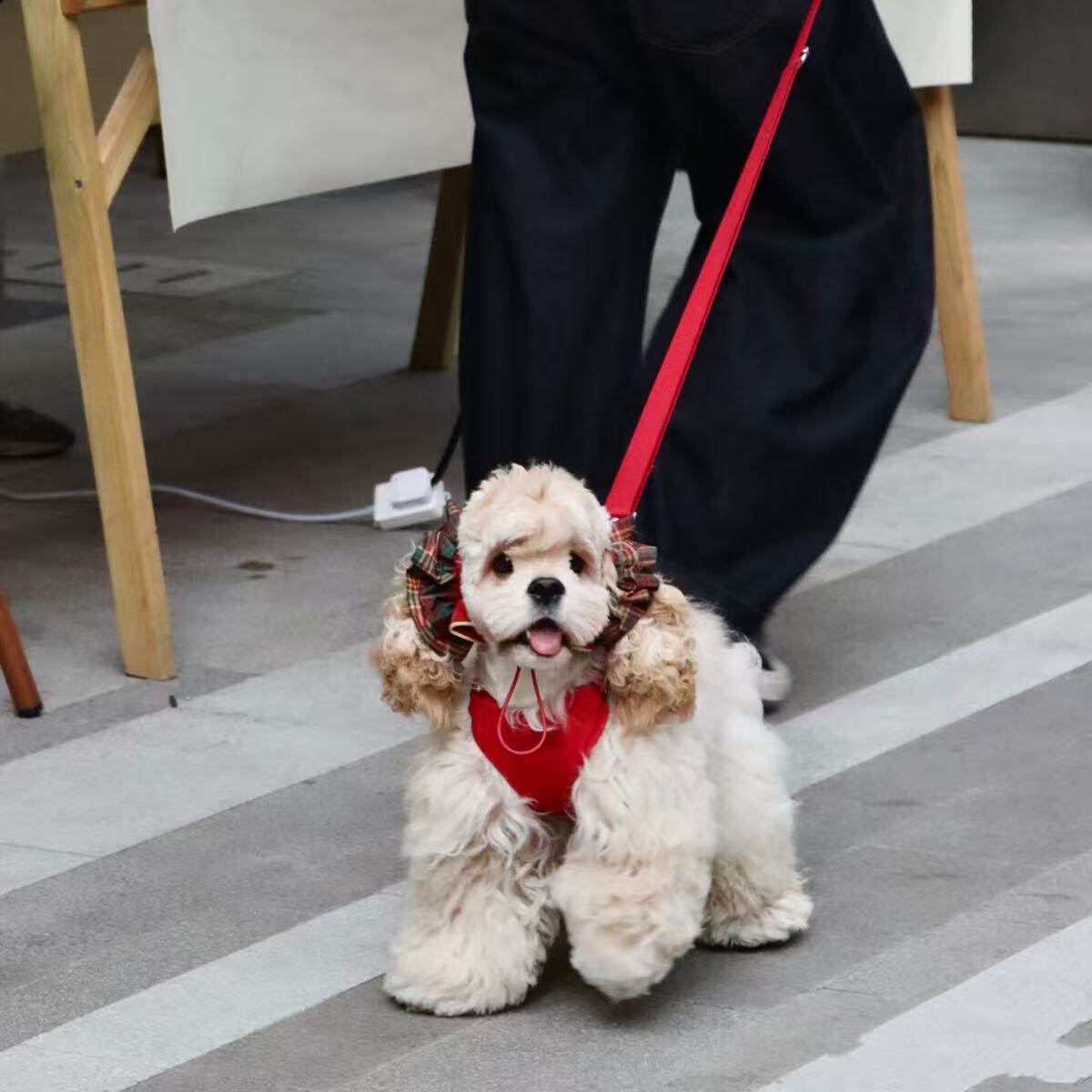 透气通风耳套狗狗美卡查理王史宾格耳花头花可爱拍照