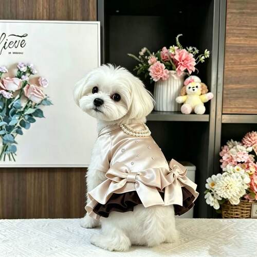 狗狗服饰宠物蝴蝶马尔济斯约克夏猫咪春秋裙子超仙猫咪