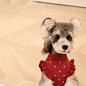 狗狗衣服春秋款 泰迪比熊博美毛衣小狗宠物猫咪幼犬小型犬