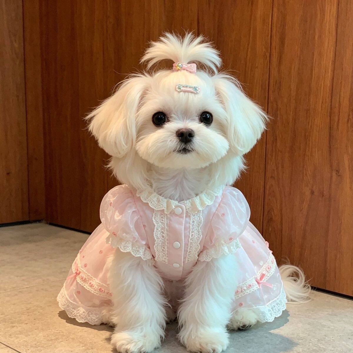 爆款宠物洛丽塔公主裙狗狗猫咪新款洋气裙子连衣裙生日礼服裙