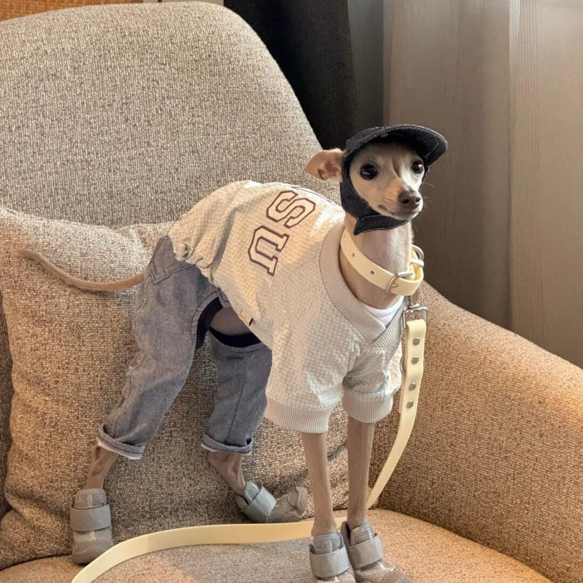 意大利小灵缇犬衣服 秋冬保暖惠比特贝灵顿纯棉打底大狗小鹿犬厚