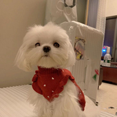 狗狗衣服春秋款 泰迪比熊博美毛衣小狗宠物猫咪幼犬小型犬