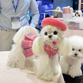 小香风狗狗衣服秋冬装 宠物连身公主裙猫咪裙子马尔济斯公主洋装