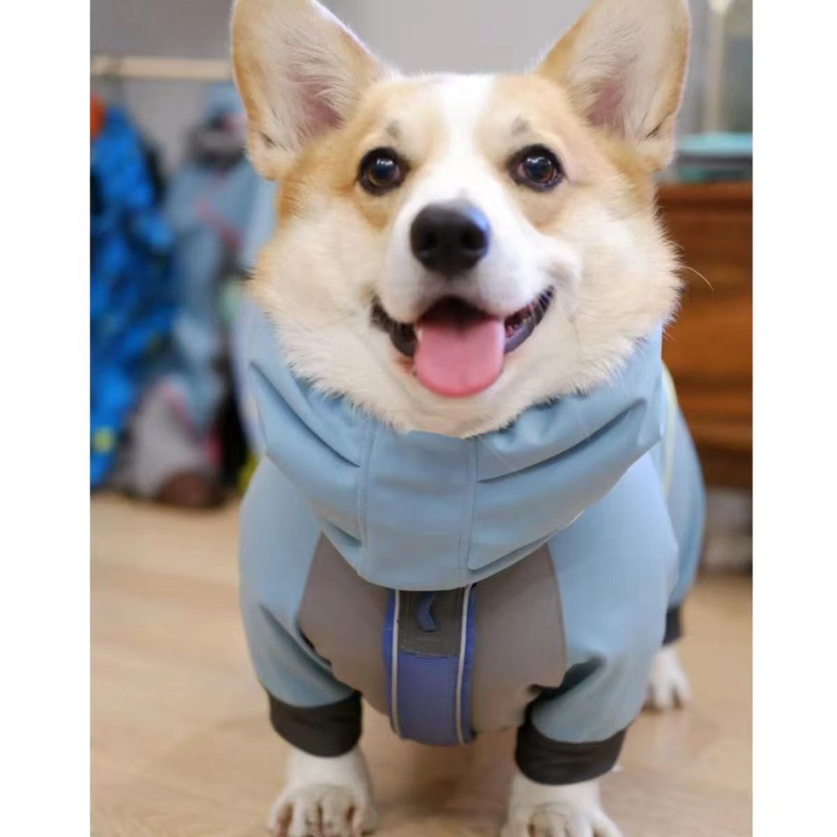 宠物潮牌冲锋衣柯基比熊雪纳瑞法斗狗狗猫咪秋冬保暖衣服