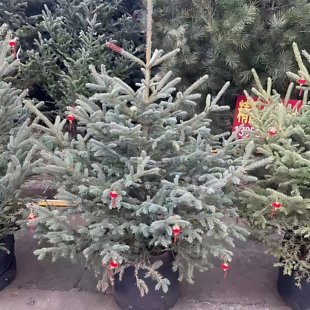 云杉树 云杉树苗 云杉小苗 圣诞树抗寒耐旱庭院种植树苗