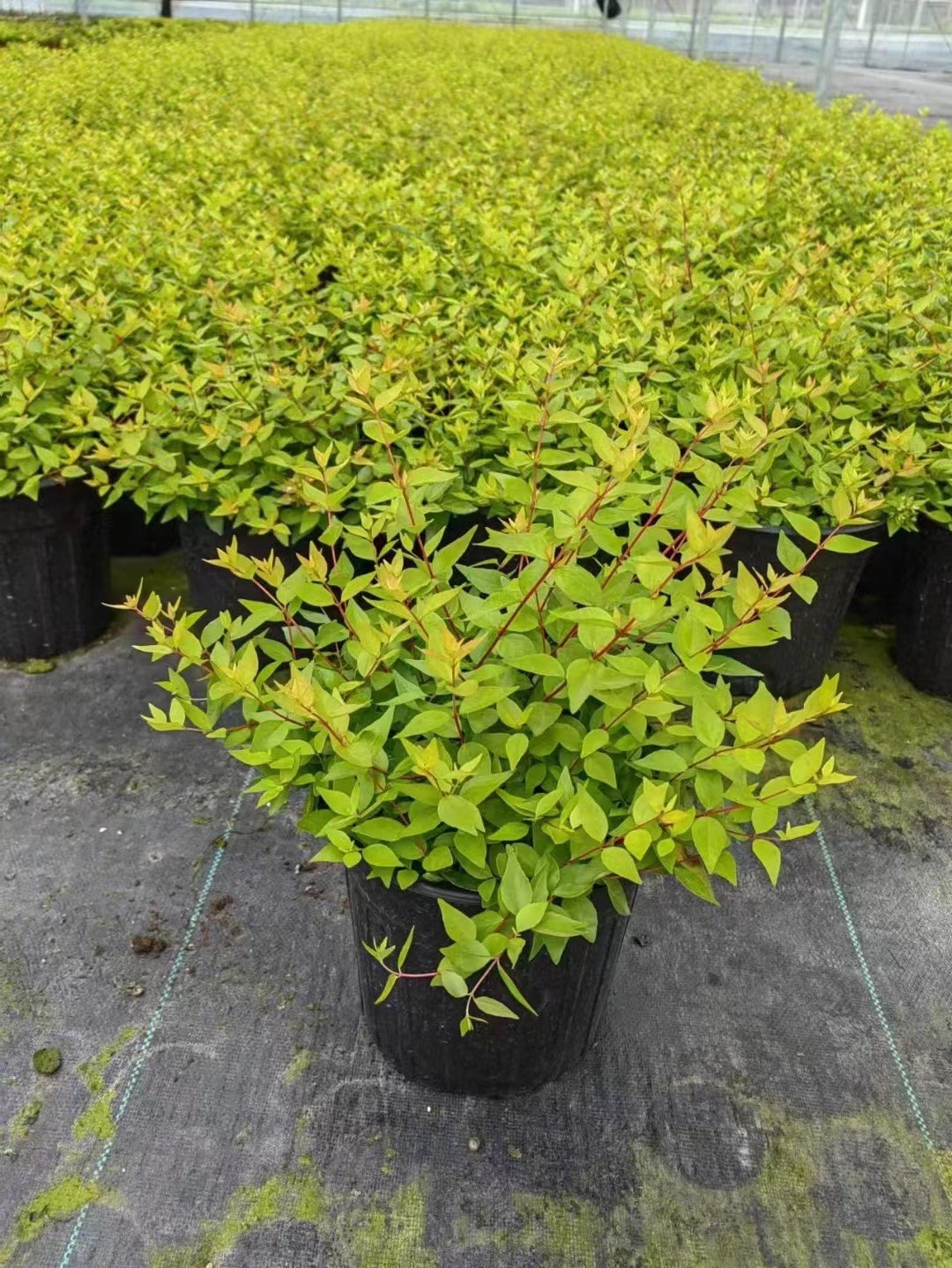 六道木盆栽新款地栽灌木大花常绿庭院阳台耐寒多年生木本观花植物