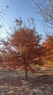 绿化苗鸡爪槭树苗 鸡爪槭苗 小苗鸡爪槭槭树 彩叶乔木槭树鸡爪槭