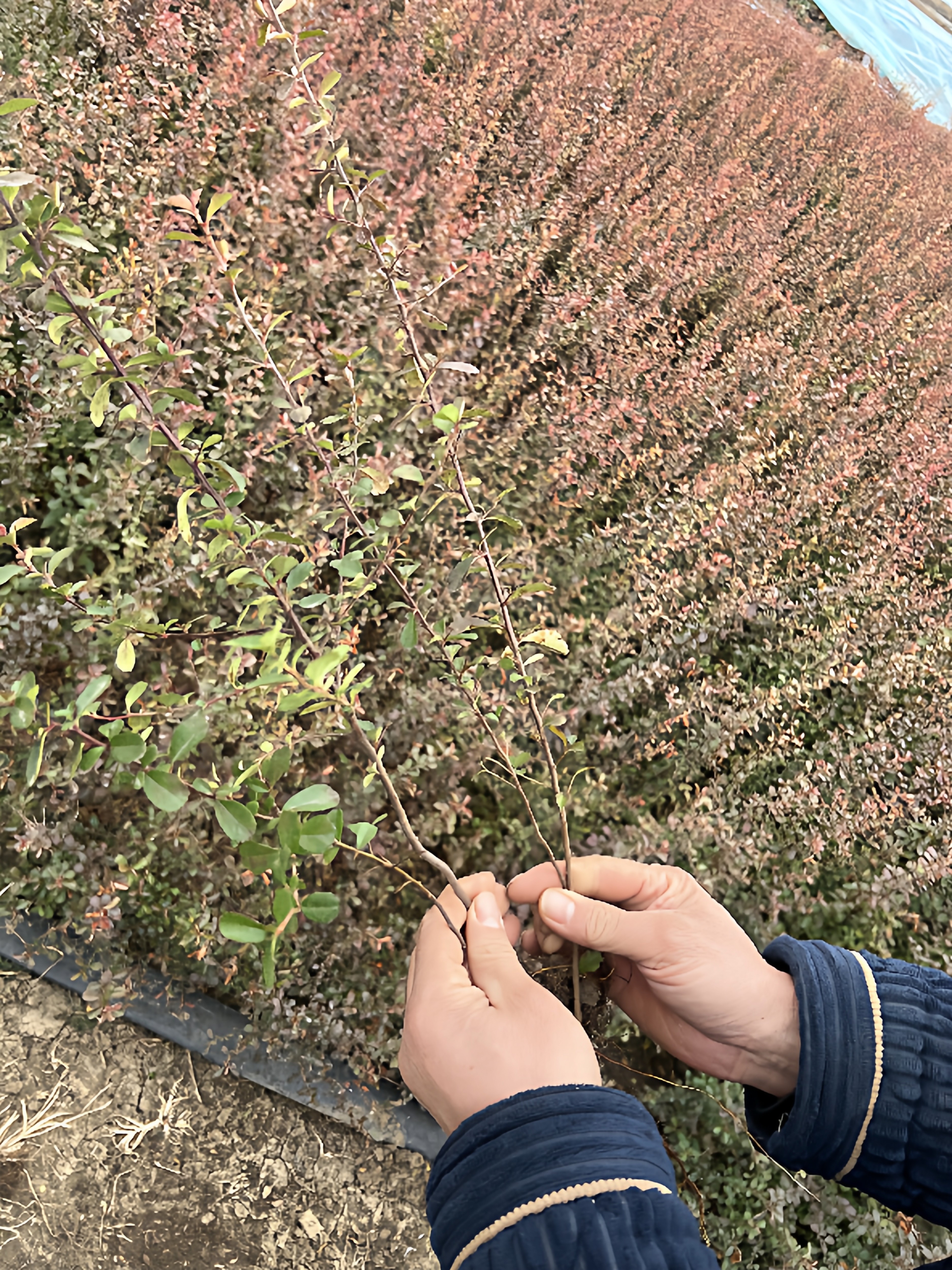 盆景童子功 绿化色带苗火棘 火棘小苗 火棘 红果火棘苗火棘带刺,鲜花速递/花卉仿真/绿植园艺,观叶 /花灌木,淘宝优惠券,粉丝福利购,淘宝优惠卷