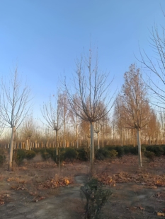 法国梧桐树苗 法桐 梧桐 法国梧桐树 景观大道用树抗旱耐寒树种