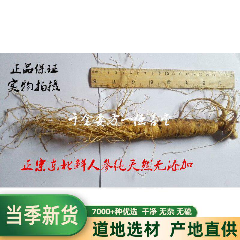 中药材 长白山人参带土鲜人参泡酒白参生晒参新货一颗包邮
