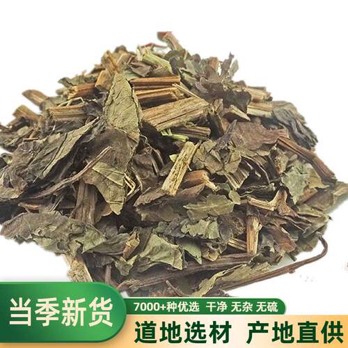 三白草天性塘边藕然纯新