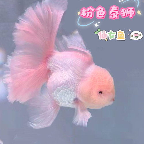 百褶粉色泰狮苗金鱼精品红白F1进口泰狮活鱼百褶裙好养耐活观赏鱼