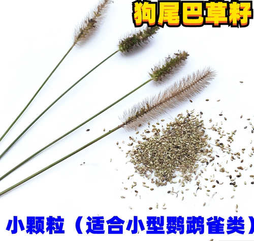 鸟粮鹦鹉文鸟黄雀十姐妹芙蓉