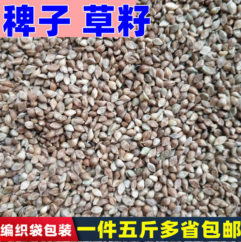 鸟食稗子草籽芙蓉鹦鹉珍珠包邮