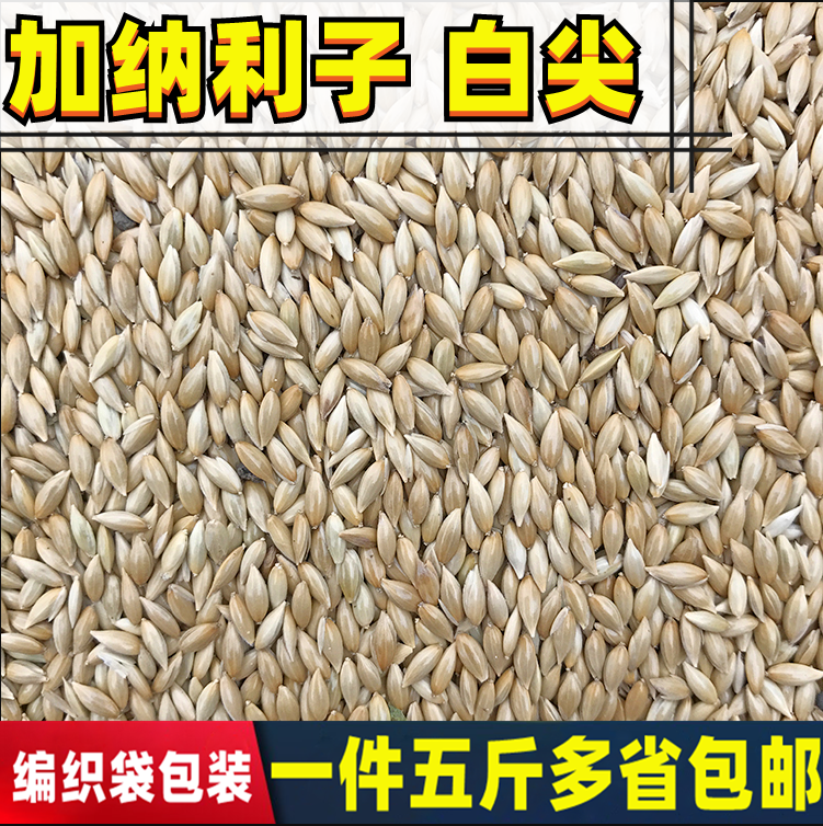 鹦鹉鸟食饲料 加纳利子 白尖粟 金丝雀芙蓉鹦鹉黄雀鸟粮包邮 5斤