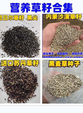 鸟粮鸟食草籽苏丹黑麦草黑尖
