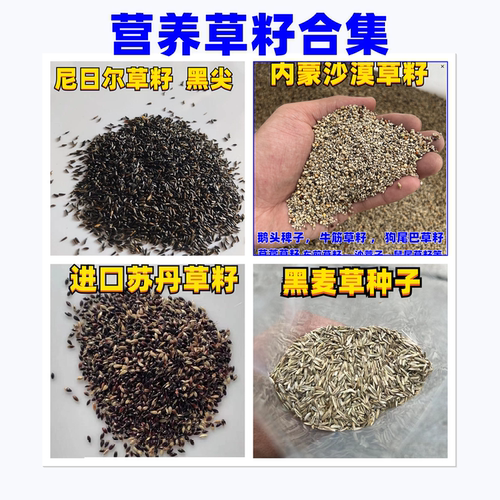 鸟粮鸟食草籽苏丹黑麦草黑尖