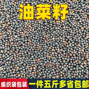 油菜籽鹦鹉饲料鸟食鸟粮玄凤虎皮牡丹小太粮食食粮