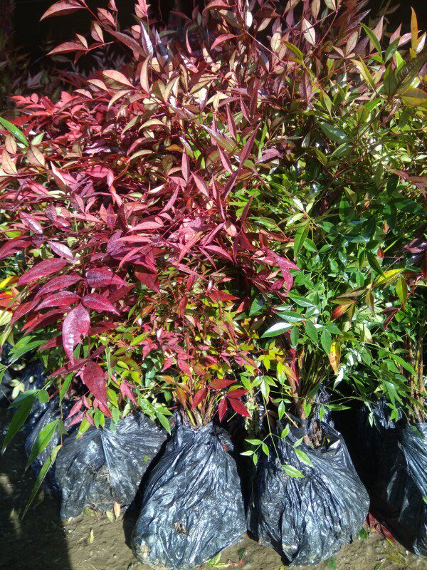 Flame Nandina Sapling Potted plant courtyard Botany Southern Blue Sky Bamboo bonsai outdoor Cold-resistant green Seedlingsin the Flower delivery/Flowers simulation/Plants gardening , Flowers/Potted plants (New) , Flowers  category - from Buy2taobao.com to provide professional Taobao agent buy service