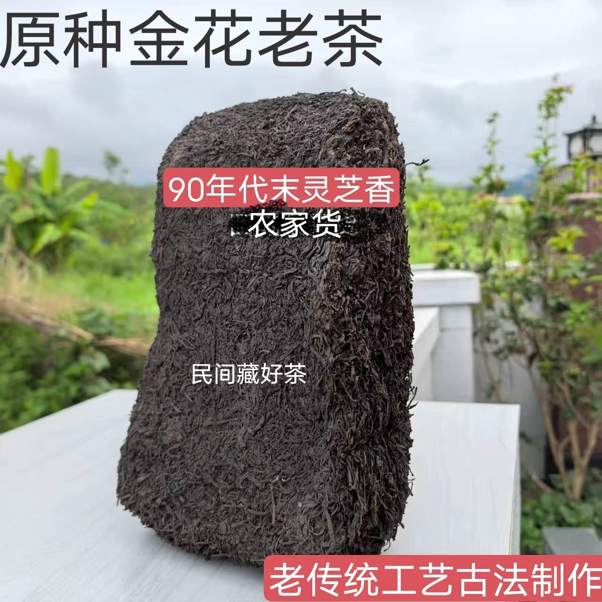 老六堡老传统工艺古法制作90年代末灵芝香浓浓灵芝香味农家货