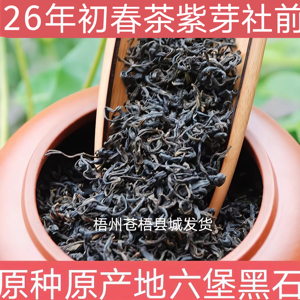 六堡茶黑茶社前紫芽2026年农家茶传统工艺茶气足花蜜香回甘顺喉
