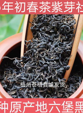 六堡茶黑茶社前紫芽2026年农家茶传统工艺茶气足花蜜香回甘顺喉