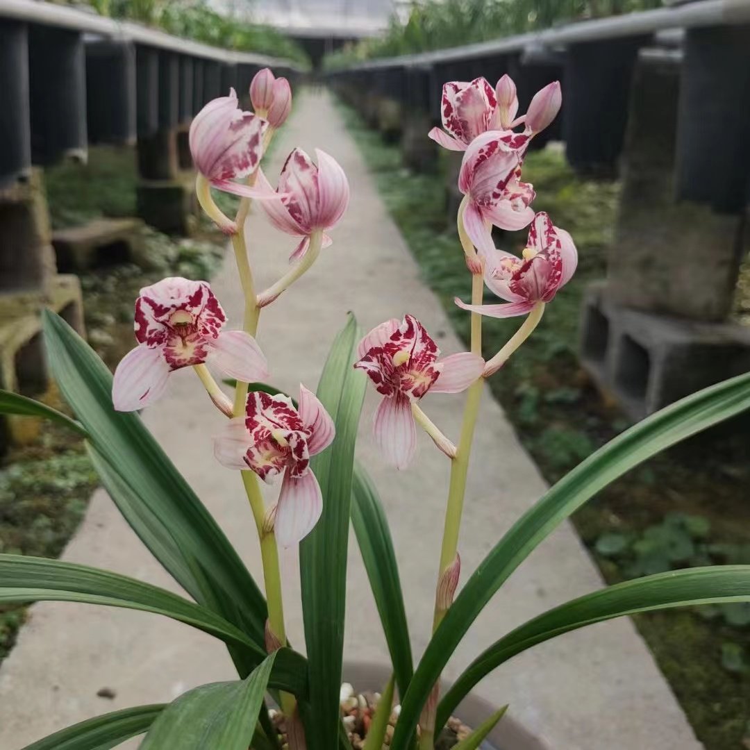 兰花苗建兰四季兰凤舞九天红玉三星蝶带花苞浓香型室内花卉绿植