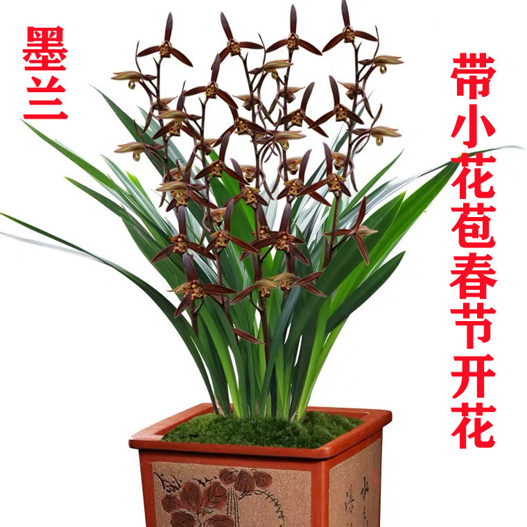 兰花苗墨兰企黑冬季带花苞浓香型室内绿植盆栽兰草客厅植物