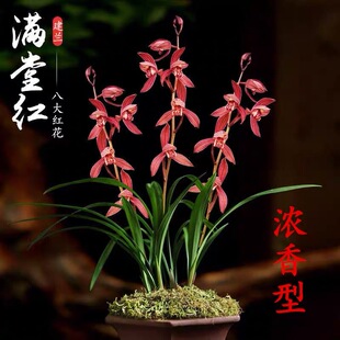 建兰老种满堂红浓香型夏秋带花苞发货室内各种十大名贵四季兰花苗