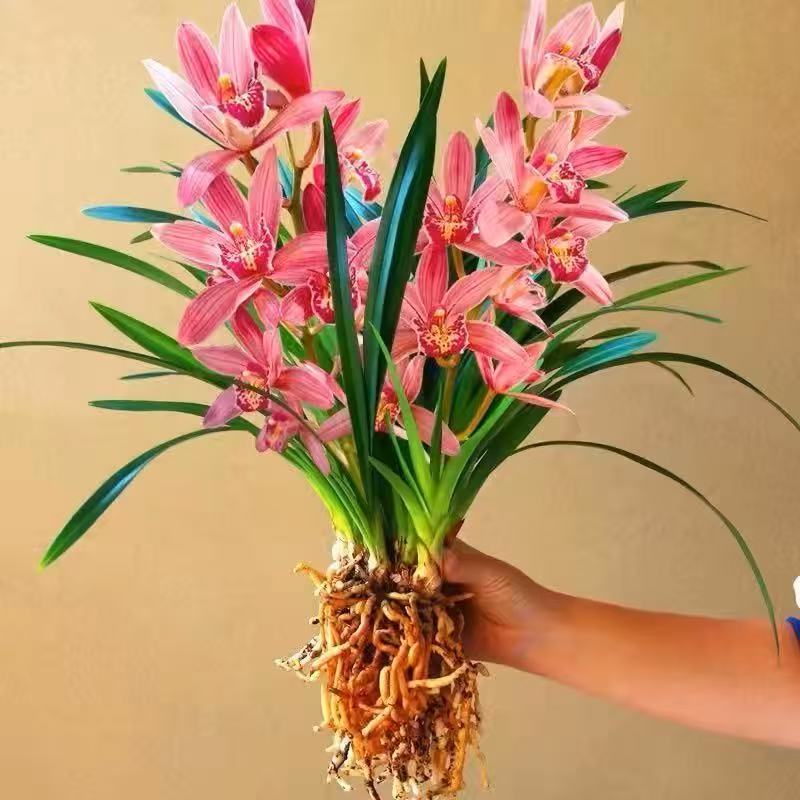 建兰四季兰状元红名贵兰花苗