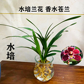 水培香水苍兰兰花苗室内植物浓香四季 建花卉耐寒植物冬季 带花苞
