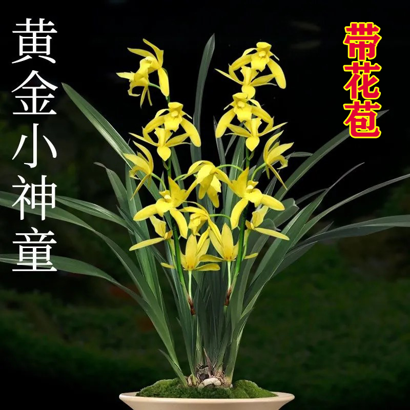 浓香型绿植盆栽兰花苗