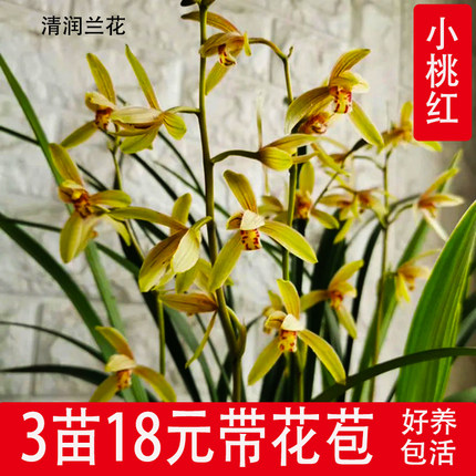 兰花苗金边建兰小桃红带花苞花室内绿植花卉盆栽 浓香型