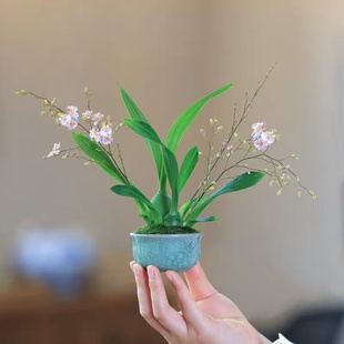 香水味文心兰当年开花现带花苞梦香兰花苗浓香花卉盆栽水培植物