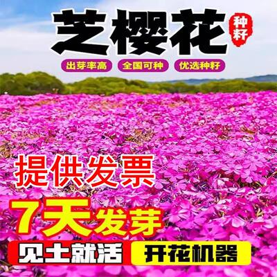 低矮耐寒芝种子籽福禄考草坪花四季室外播北方阳台见土就活孑