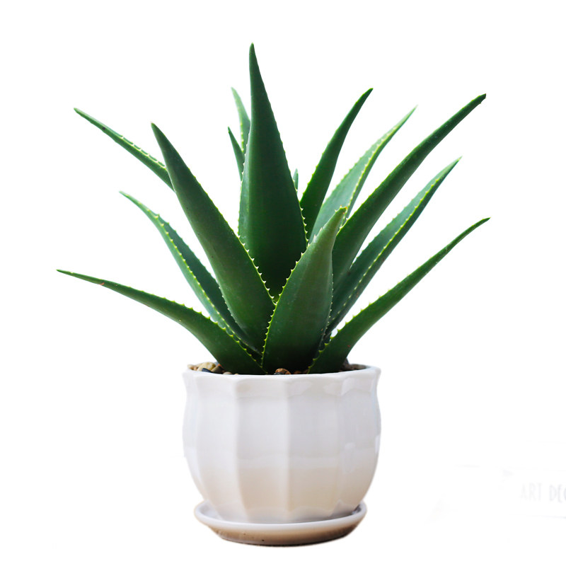 芦荟栽美容可食用内净室化空公气植物办盆室桌好望角芦面好养易活
