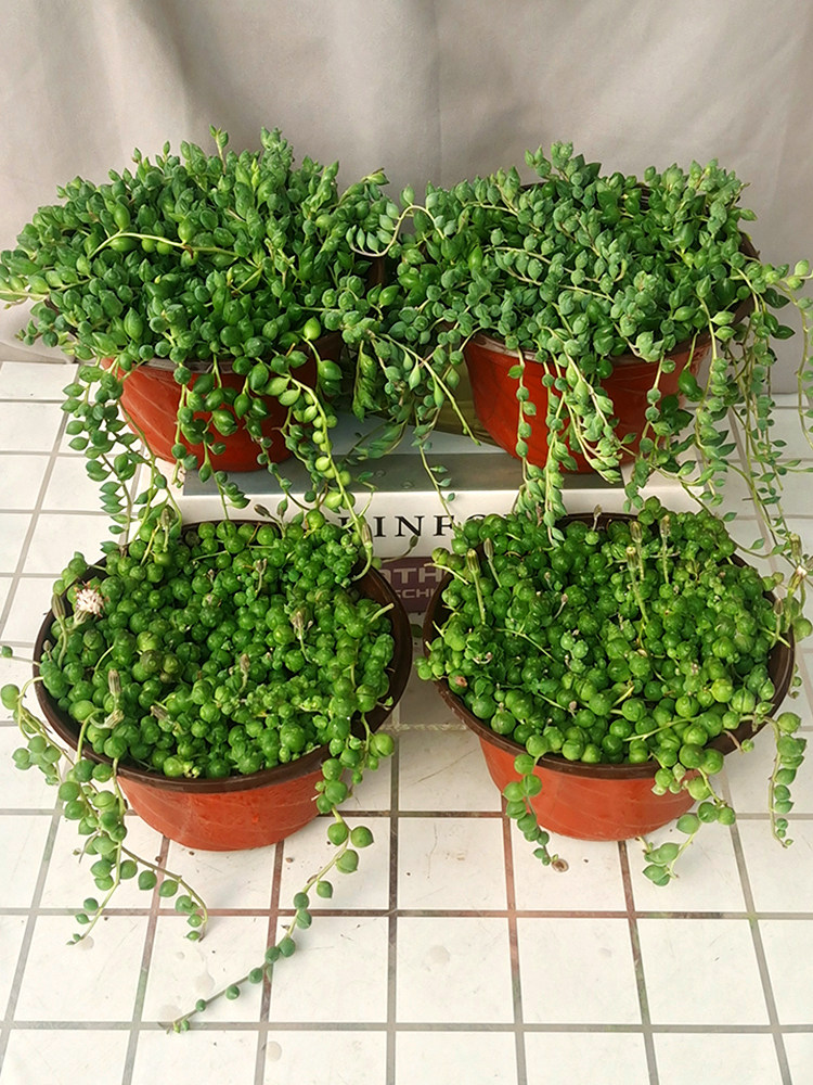 佛珠情人泪珍珠吊兰盆栽花卉室内观花绿色植物多肉肉植物组合盆栽