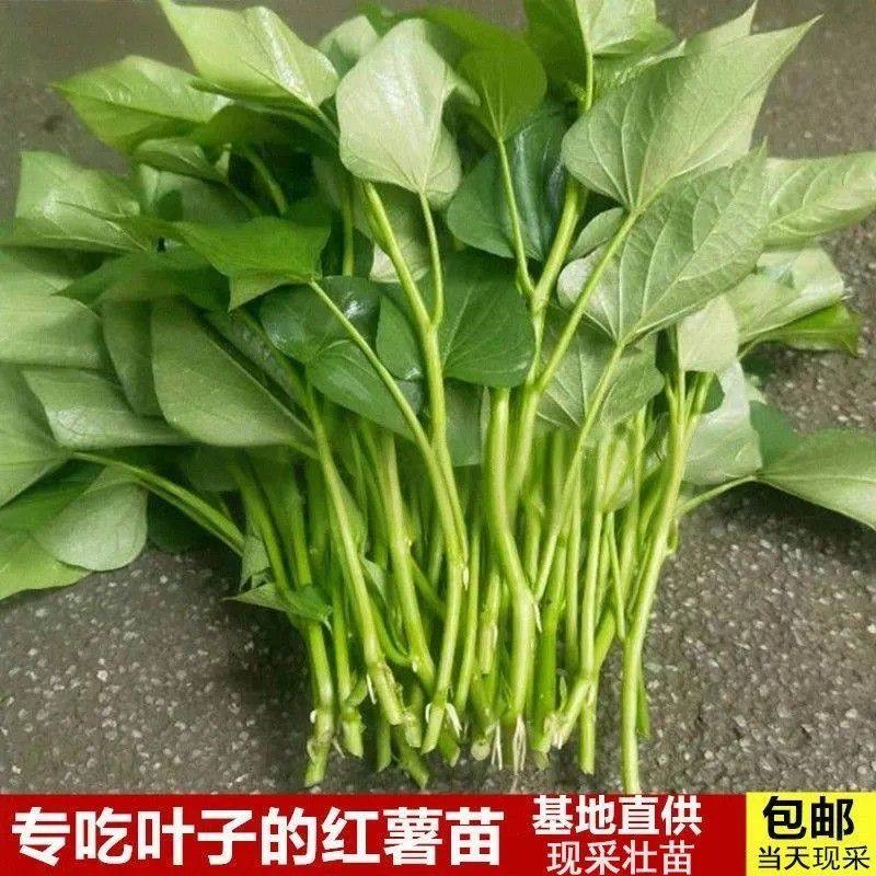 广东食叶型番薯苗烟25蜜薯西瓜桌面绿植