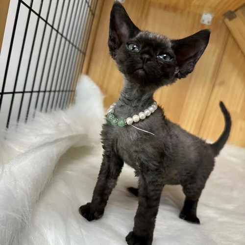 德文卷毛猫幼猫纯黑开脸蓝眼