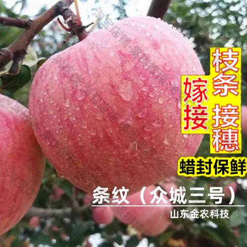 嫁接接穗枝条码子芽嫁接众成三号苹果树树苗南方北方种植条纹红富